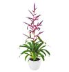 bromelia-potplanten-mora-paars-700862