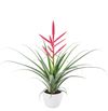 bromelia-potplanten-preziosa-roze-700864