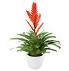 bromelia-potplanten-sparkle-oranje-700905