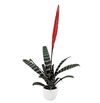 bromelia-potplanten-splenriet-rood-700906