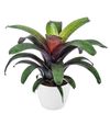 bromelia-potplanten-tropical-night-700911