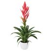 bromelia-potplanten-ziva-roze-700869