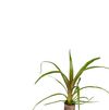 Plug-Guzmania-Nextarajpg