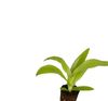 Aechmea-Primerageschaaldjpg