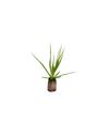 Plug-Neoregelia-BluzhGeschaaldjpg