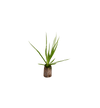 Plug-Neoregelia-Bluzhgeschaaldpng