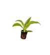 Aechmea-Primerageschaaldjpg