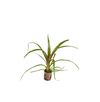 Plug-Guzmania-Nextarajpg
