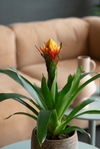 esbromelia-para-maceta-violix-violeta-700832-0