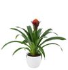 esbromelia-para-maceta-violix-violeta-700832-1