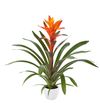 esbromelia-para-maceta-variada-naranja-700833