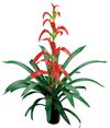 enbromelia-wittmackii-red-700834
