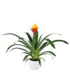 enbromelia-yeltix-yellow-700835