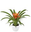 enbromelia-ritmo-orange-700813
