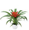 esbromelia-para-maceta-tempo-rojo-700814