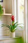 esbromelia-para-maceta-nextara-violeta-700817-0