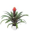esbromelia-para-maceta-punta-rojo-700819