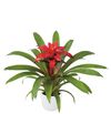 esbromelia-para-maceta-blitz-rojo-700792