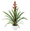 bromelia-potplanten-choco-bruin-700795