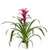 esbromelia-para-maceta-dance-violeta-700798