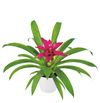 enbromelia-dream-pink-700800