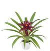 esbromelia-para-maceta-fall-violeta-700802