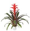 enbromelia-futura-red-700805