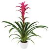 bromelia-potplanten-freya-roze-700806