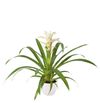 esbromelia-para-maceta-froozen-blanco-700807
