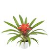 enbromelia-glow-orange-700808