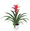 enbromelia-jazz-orange-700809