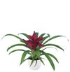 bromelia-potplanten-intro-paars-700811