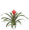 bromelia-potplanten-redtix-rood-700822