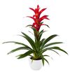 esbromelia-para-maceta-rostara-rojo-700826