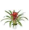 enbromelia-sky-red-700828