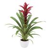 esbromelia-para-maceta-switch-violeta-700830