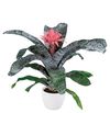 enbromelia-primera-pink-700782