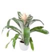 enbromelia-prontoo-white-700783