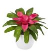 esbromelia-para-maceta-bluzh-rosa-700842