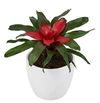 enbromelia-carolinae-red-700843