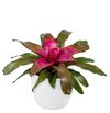 esbromelia-para-maceta-nuance-violeta-700844