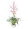 enbromelia-dolce-pink-700851