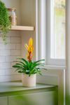 enbromelia-electric-yellow-700871-0
