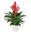 enbromelia-stream-red-700907