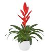 enbromelia-twinkle-red-700909