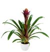 esbromelia-para-maceta-ace-violeta-700788