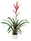 esbromelia-para-maceta-elan-rojo-700870
