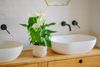 anthurium-potplanten-regina-wit-207538-1