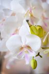 phalaenopsis-potplanten-manta-similan-wit-108974-1