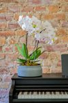phalaenopsis-potplanten-manta-similan-wit-108974-2